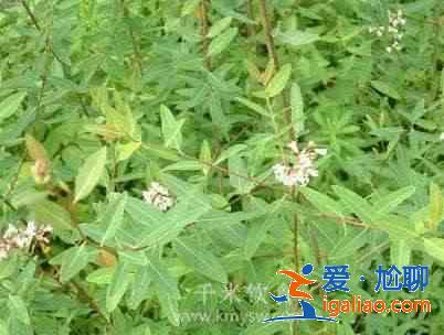 羅布麻能降高血壓嗎？？