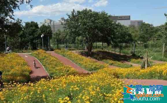 亦莊濱河森林公園騎自行車怎么樣？