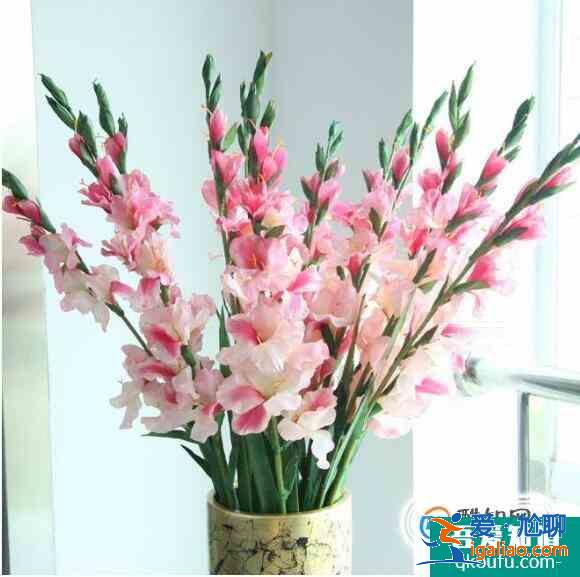 教師節(jié)送什么花？
