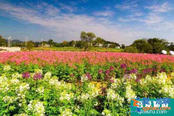2021黃陂木蘭景區(qū)清明活動(dòng)有哪些？