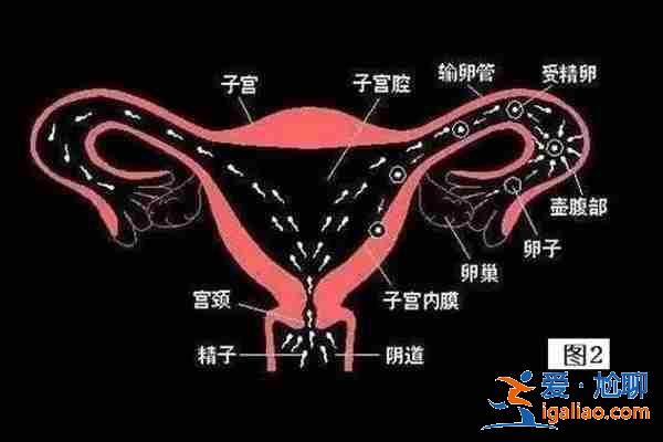 醫(yī)院助孕電話,可選男女？