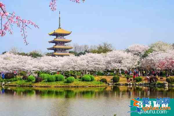 2021東湖櫻花園閉園通知 東湖櫻花園4月6日起閉園？