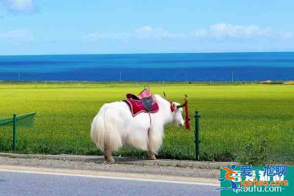 青海湖什么時候去旅游最好？