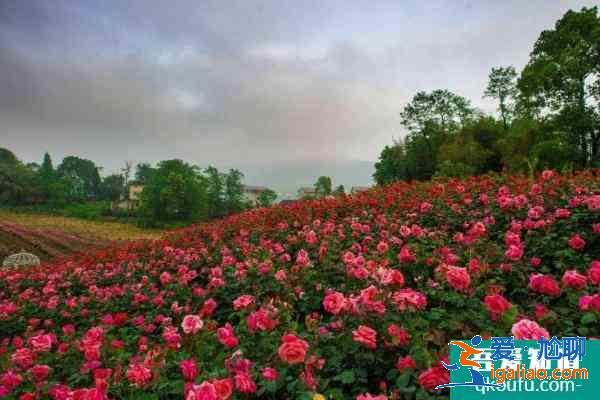 2021重慶五一賞花旅游去哪好？