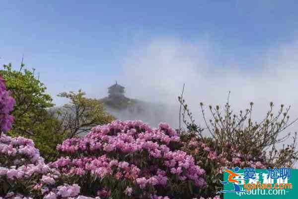 2021重慶五一賞花旅游去哪好？