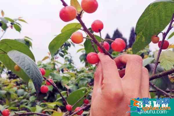 2021成都櫻桃節(jié)是幾月幾日 成都櫻桃節(jié)活動詳情？