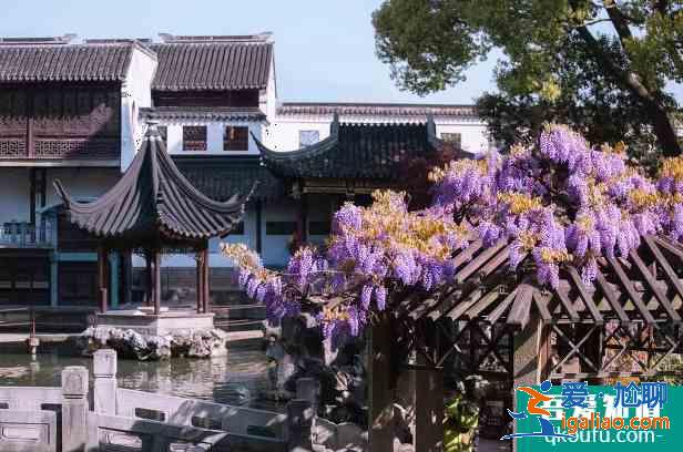 2021蘇州紫藤花什么時候開花？
