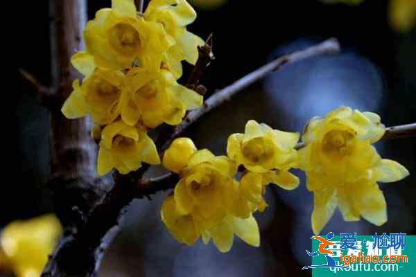 北京臘梅什么時(shí)候開花？