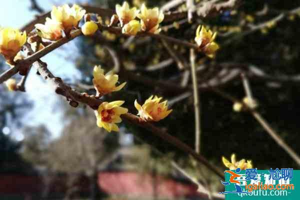 北京臘梅什么時(shí)候開花？