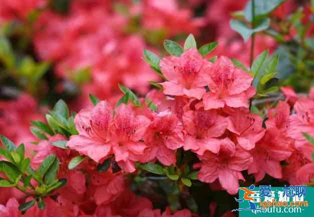 溫州杜鵑花什么時(shí)候開(kāi)花 2021溫州杜鵑花哪里最出名？