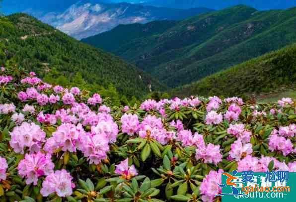 溫州杜鵑花什么時(shí)候開(kāi)花 2021溫州杜鵑花哪里最出名？