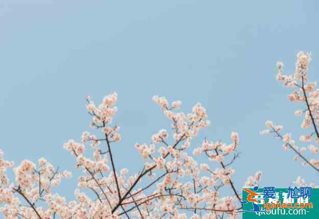 2021太原櫻花文化旅游節(jié)攝影大賽信息？