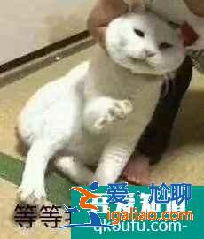 云頂之弈11.10版本最強(qiáng)陣容黑鳥天騎推薦，云頂11.10強(qiáng)勢陣容攻略？