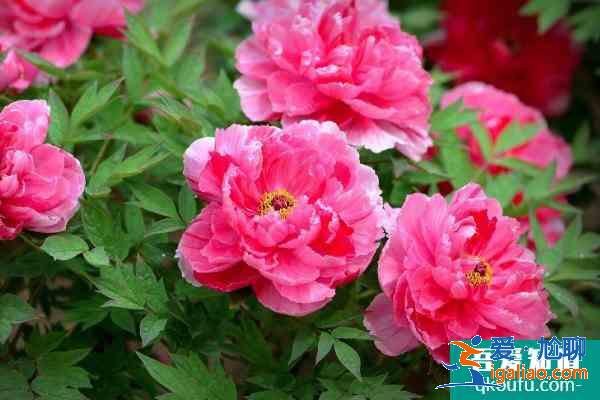 2021菏澤牡丹花會(huì)開(kāi)幕式時(shí)間 菏澤牡丹花會(huì)門票多少錢一張？
