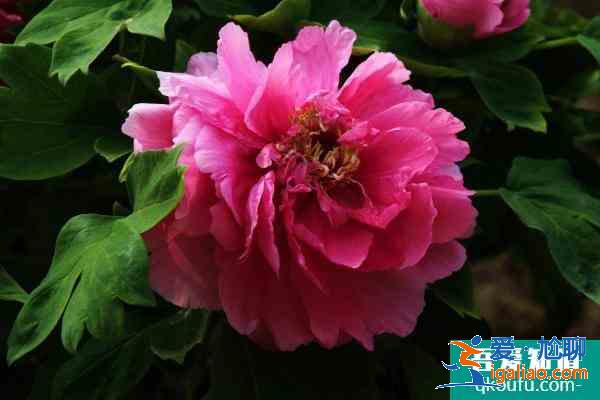 2021菏澤牡丹花會(huì)開(kāi)幕式時(shí)間 菏澤牡丹花會(huì)門票多少錢一張？