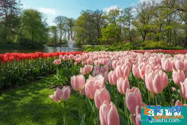 2021石家莊植物園郁金香什么時(shí)候開花？