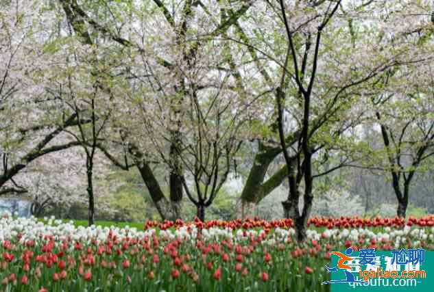 2021太原櫻花文化旅游節(jié)攝影大賽信息？