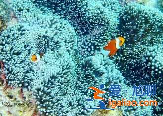 長(zhǎng)灘島叢林飛躍高空滑索體驗(yàn)，長(zhǎng)灘島叢林飛躍怎么玩？