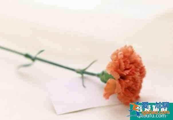 康乃馨花語是什么，母親節(jié)送什么花最適合？