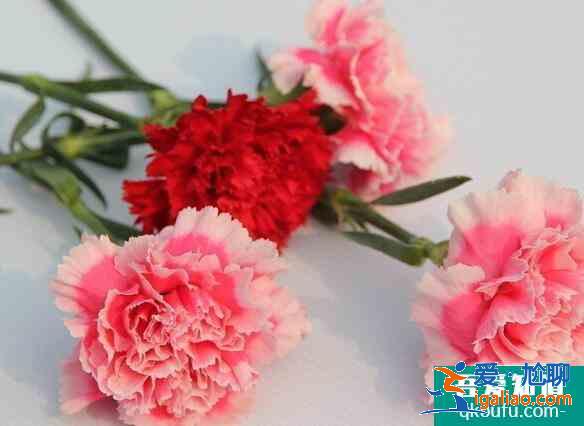 康乃馨花語是什么，母親節(jié)送什么花最適合？