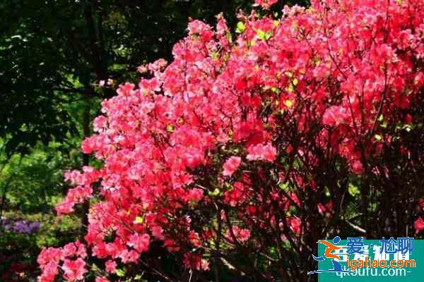 2021上海杜鵑花展時(shí)間？