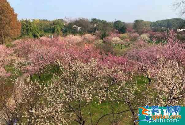 武漢東湖梅園梅花開(kāi)了嗎 梅花最佳觀賞時(shí)間？