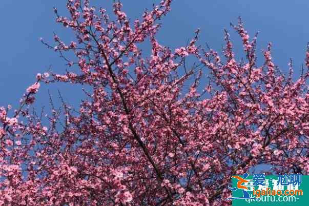 武漢東湖梅園梅花開(kāi)了嗎 梅花最佳觀賞時(shí)間？