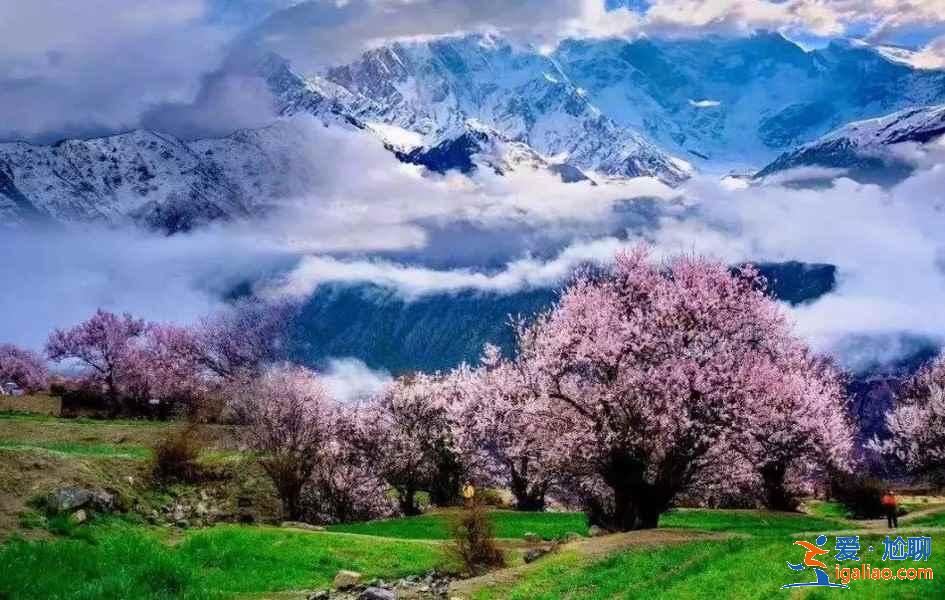 自駕去西藏，領(lǐng)略路邊最美風(fēng)景？