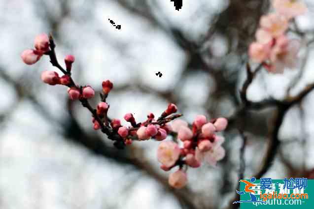 2021年烏素圖杏花節(jié)時間及活動詳情 呼和浩特文藝活動匯總？