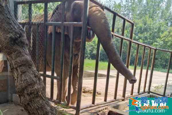 2021合肥野生動(dòng)物園門票多少一張？