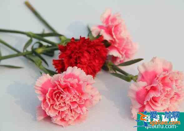 教師節(jié)一般送什么花，教師節(jié)送老師什么花合適？