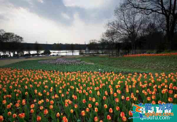 世界地球日南京中山植物園免費開放及預約指南 2021南京中山植物園免費開放時間？