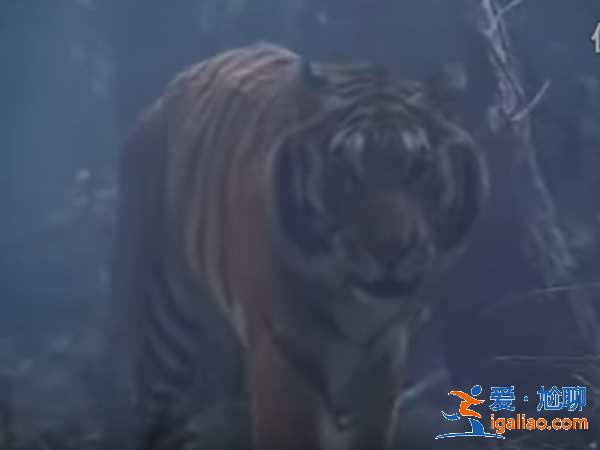 武松打的是真老虎 片場伸懶腰露虎爪？
