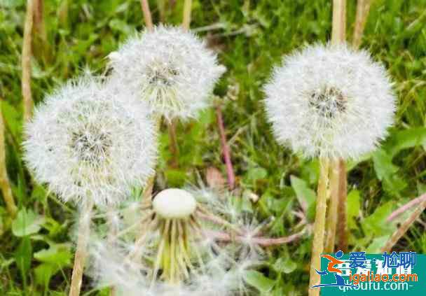 2021北京奧森南園蒲公英花海？