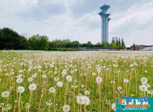 2021北京奧森南園蒲公英花海？