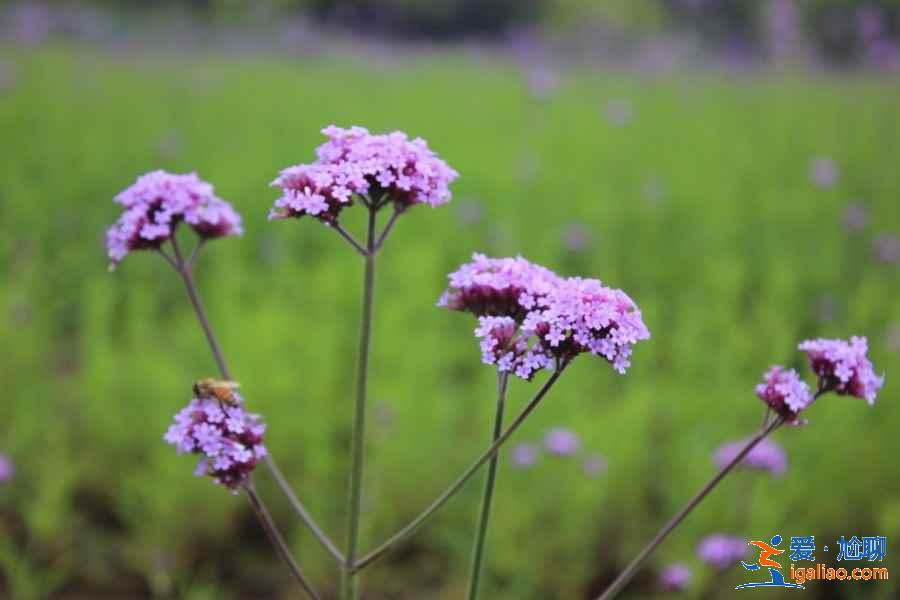 2019無(wú)錫雪浪山薰衣草住宿推薦,無(wú)錫雪浪山周邊酒店? 2019無(wú)錫雪浪山薰衣草住宿推薦,無(wú)錫雪浪山周邊酒店?
