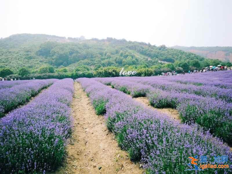 2019無(wú)錫雪浪山薰衣草住宿推薦,無(wú)錫雪浪山周邊酒店? 2019無(wú)錫雪浪山薰衣草住宿推薦,無(wú)錫雪浪山周邊酒店?
