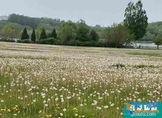 2021北京奧森南園蒲公英花海？