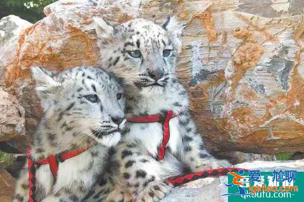 2021西寧野生動(dòng)物園門票多少錢一張？