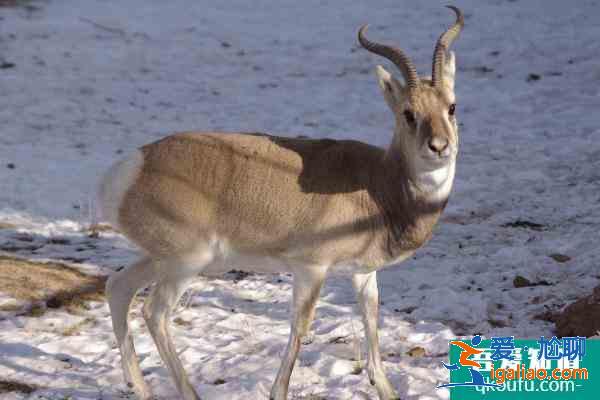 2021西寧野生動(dòng)物園門票多少錢一張？