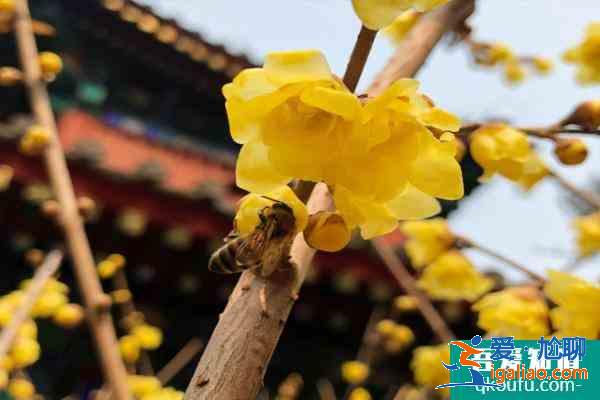 2022年北京臥佛寺臘梅花什么時(shí)候開(kāi) 附觀(guān)賞時(shí)間？