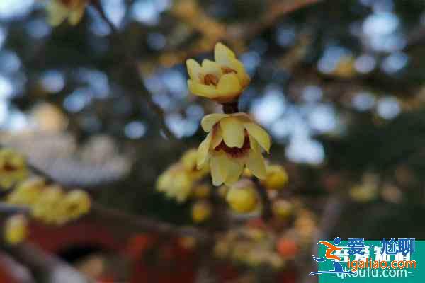 2022年北京臥佛寺臘梅花什么時(shí)候開(kāi) 附觀(guān)賞時(shí)間？
