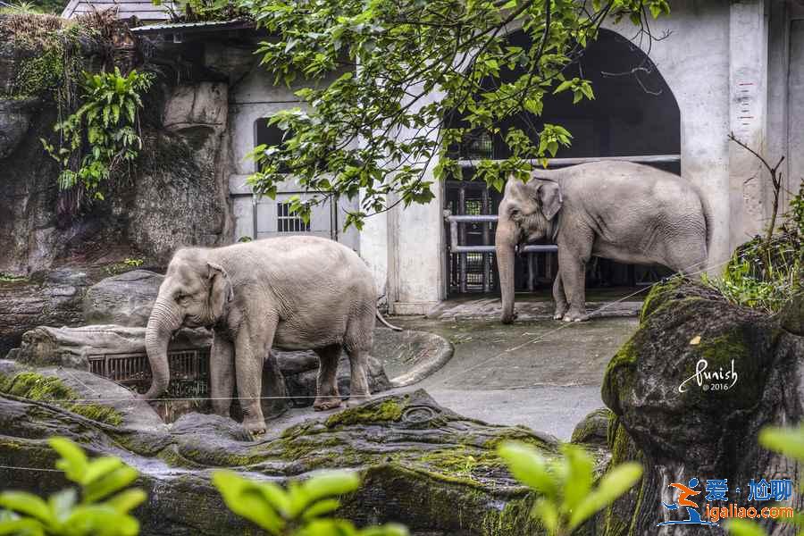 臺北動物園門票價格多少,臺北動物園有學(xué)生票嗎? 臺北動物園門票價格多少,臺北動物園有學(xué)生票嗎?