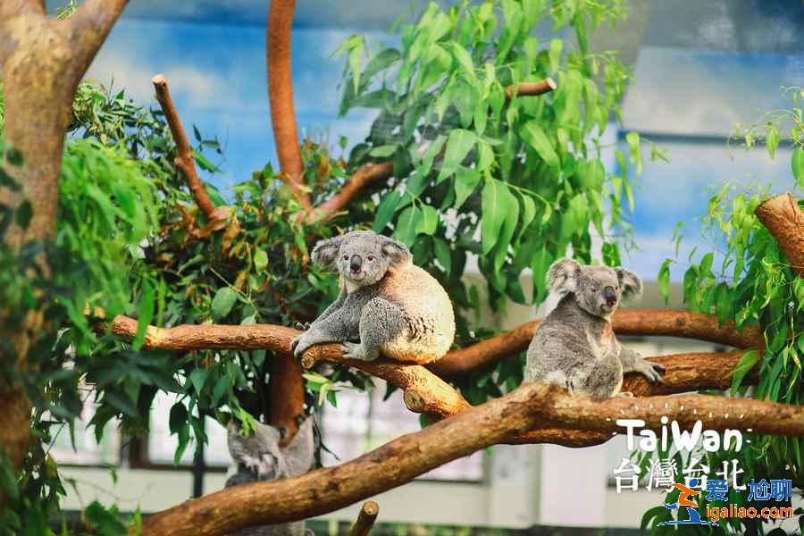 臺北動物園門票價格多少,臺北動物園有學(xué)生票嗎? 臺北動物園門票價格多少,臺北動物園有學(xué)生票嗎?