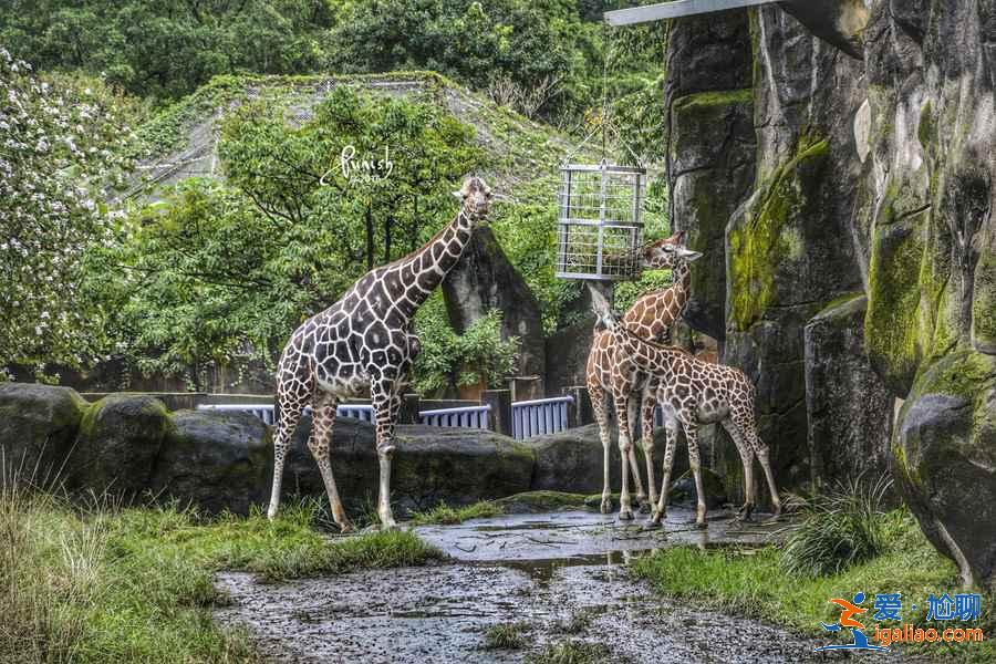 臺北動物園門票價格多少,臺北動物園有學(xué)生票嗎? 臺北動物園門票價格多少,臺北動物園有學(xué)生票嗎?