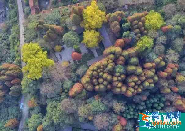 2020都江堰靈巖寺銀杏什么時候黃？