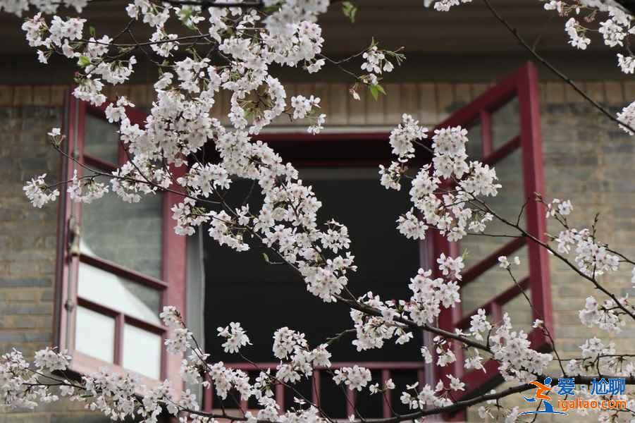 【武漢賞花】武漢賞花去哪里，武漢賞花全年花期表？