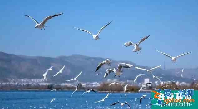 2020大觀公園開放時(shí)間調(diào)整 昆明海鷗在哪里看？