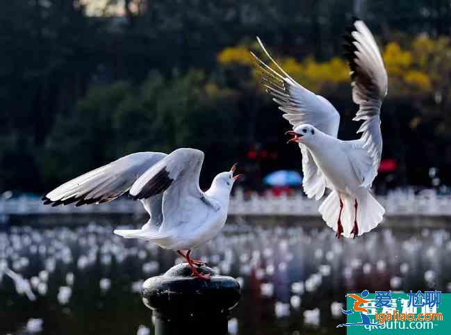 2020大觀公園開放時(shí)間調(diào)整 昆明海鷗在哪里看？