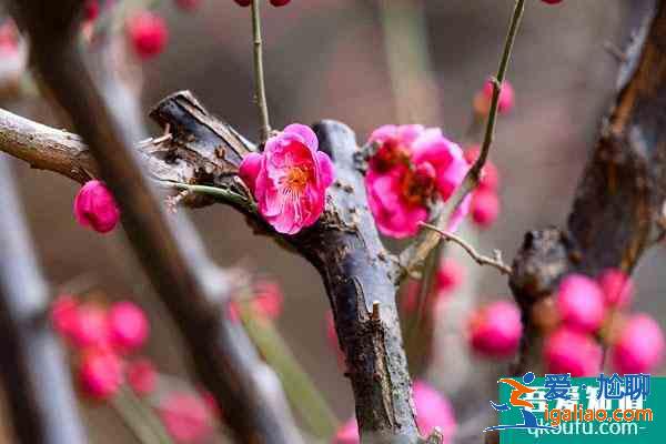 2022廣州看梅花最好地方 廣州賞梅花最佳景點(diǎn)？